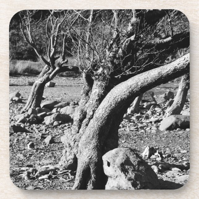 BLACK AND WHITE TREES  COASTER (Front)