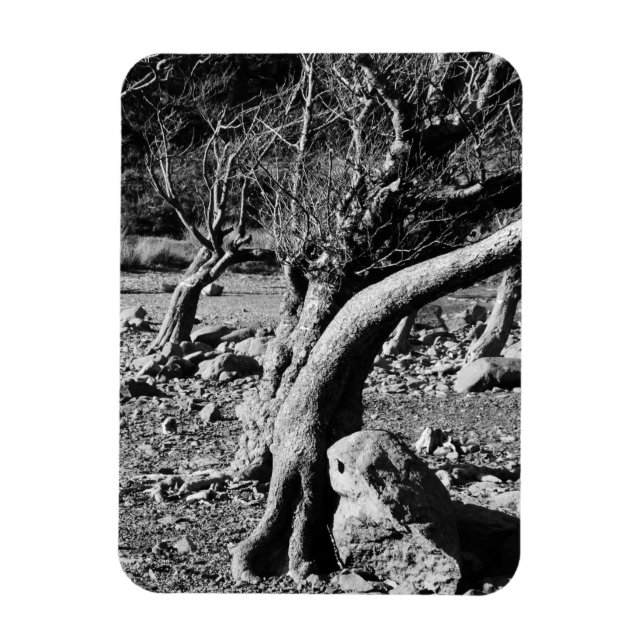 BLACK AND WHITE TREES   MAGNET (Vertical)