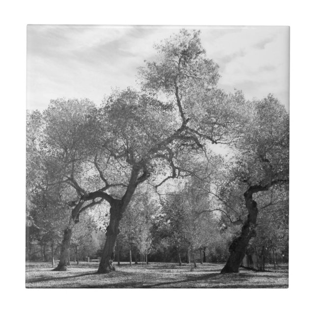 Black and White Trees Tile (Front)