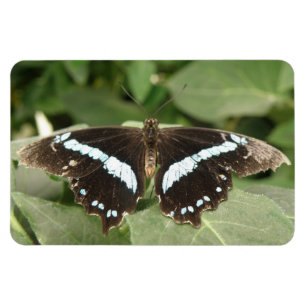 Black and White Tropical Butterfly Flexi Magnet