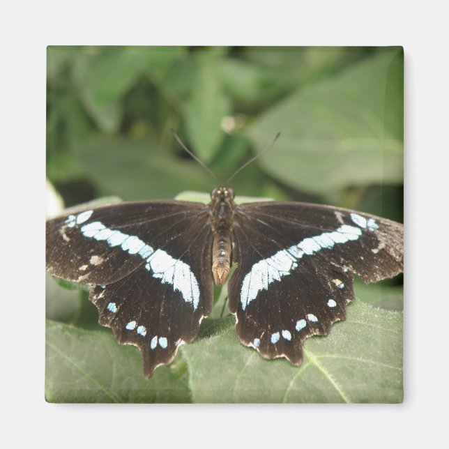 Black and White Tropical Butterfly Magnet (Front)
