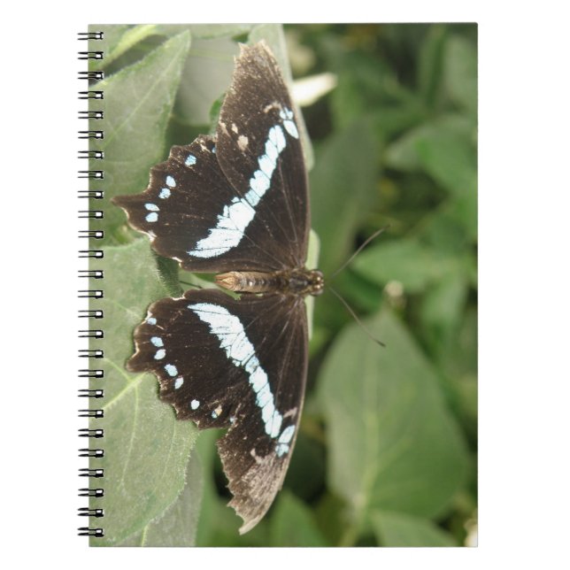 Black and White Tropical Butterfly Notebook (Front)