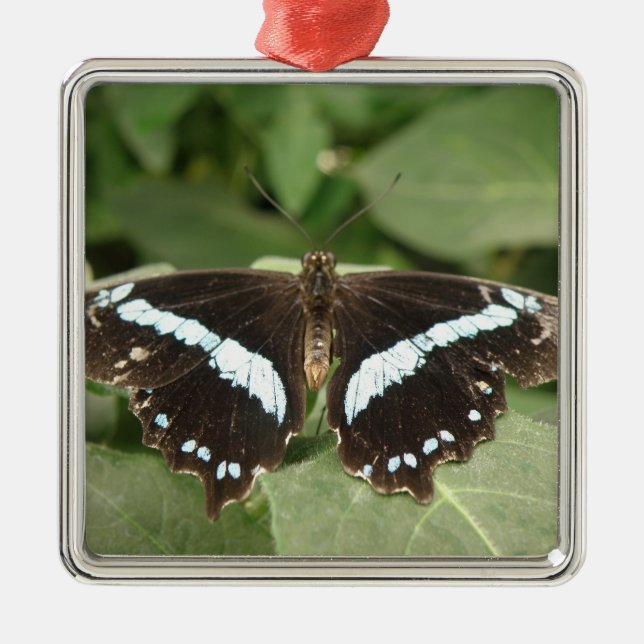 Black and White Tropical Butterfly Ornament (Front)