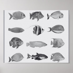 Black and White Tropical Fish Printable Art  Poster