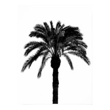 black and white  tropical palm tree