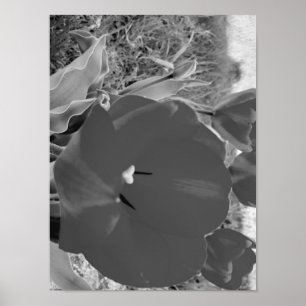 Black and white tulip poster
