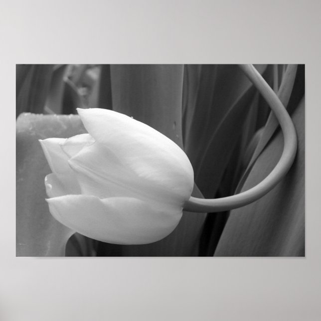 Black and White Tulip Poster (Front)