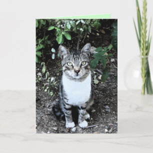 BLACK AND WHITE TURKISH CAT RONIN CARD