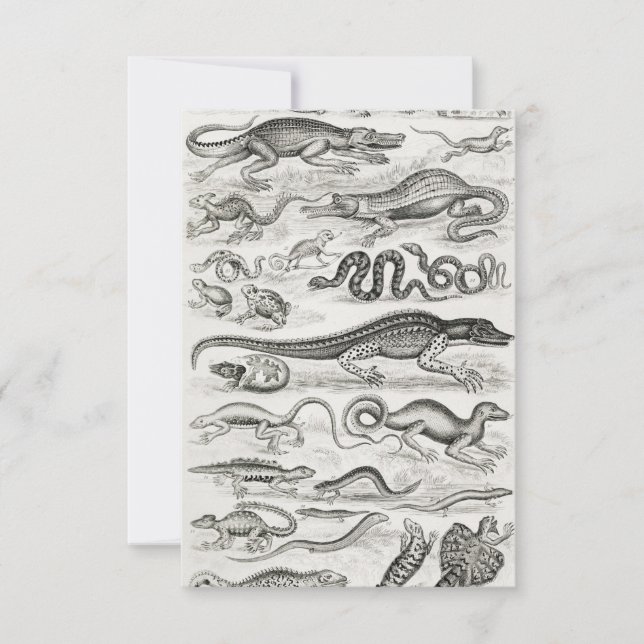 Black and White Turtle Reptiles Alligators RSVP Card (Front)