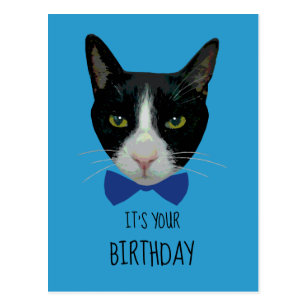 Happy Birthday Cat Gifts on Zazzle NZ