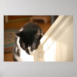 black and white tuxedo Cat Poster