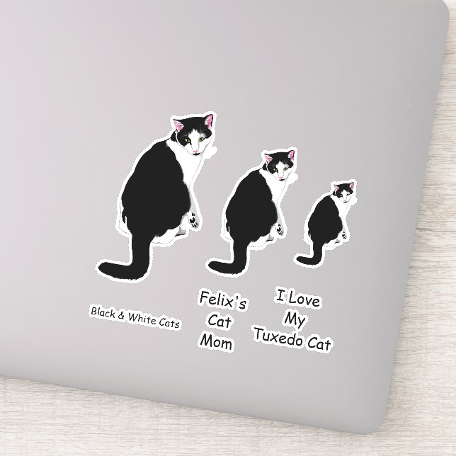 Black and White Tuxedo Cats (Detail)