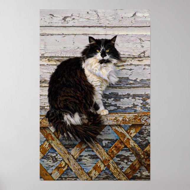Black and White Tuxedo Tom Cat on Old Fence Poster (Front)
