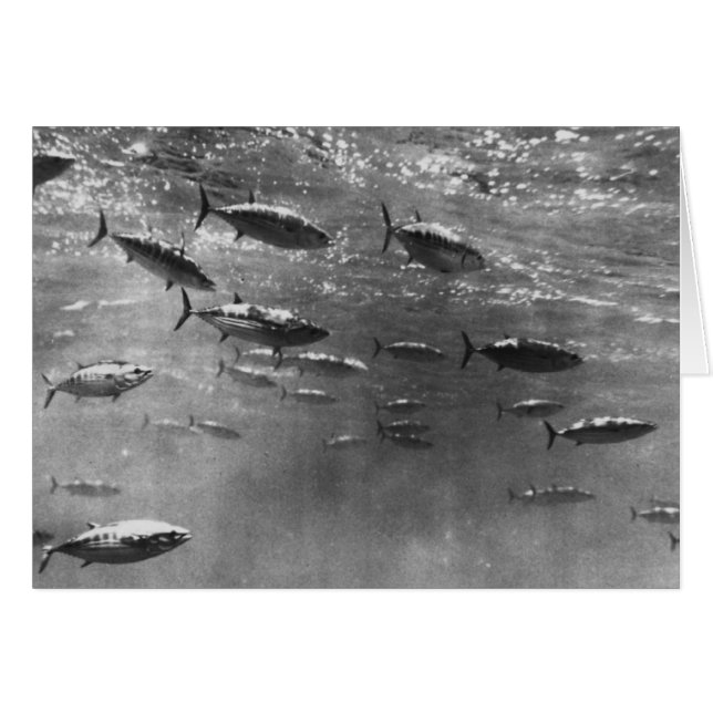 Black and White underwater photograph of Tunas (Front Horizontal)