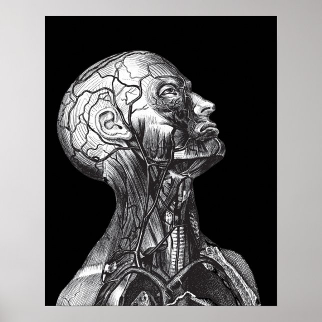 Black And White Vintage Medical Anatomy Head Neck Poster (Front)