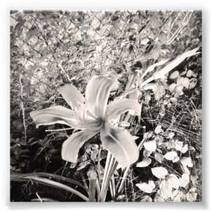 Black And White Vintage Tiger Lily Photo Print