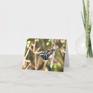 Black-and-white Warbler #1 - Blank Note Card