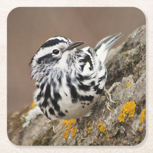 Black and White Warbler Drink Coaster