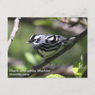 Black-and-white Warbler Postcard