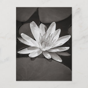 Black and White Water Lily Postcard