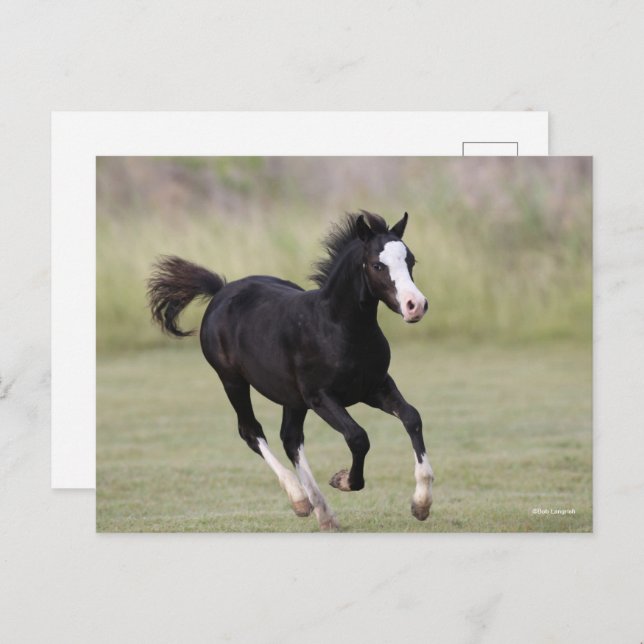 Black And White Welsh Pony Foal Running Postcard (Front/Back)
