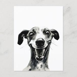Black and white Whippet Cute Greyhound Postcard