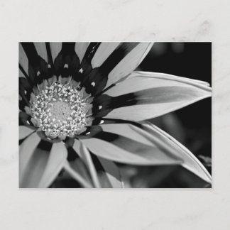 Black and White Wildflower Postcard