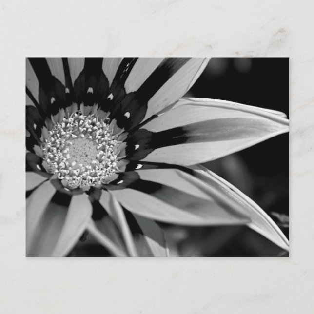 Black and White Wildflower Postcard (Front)