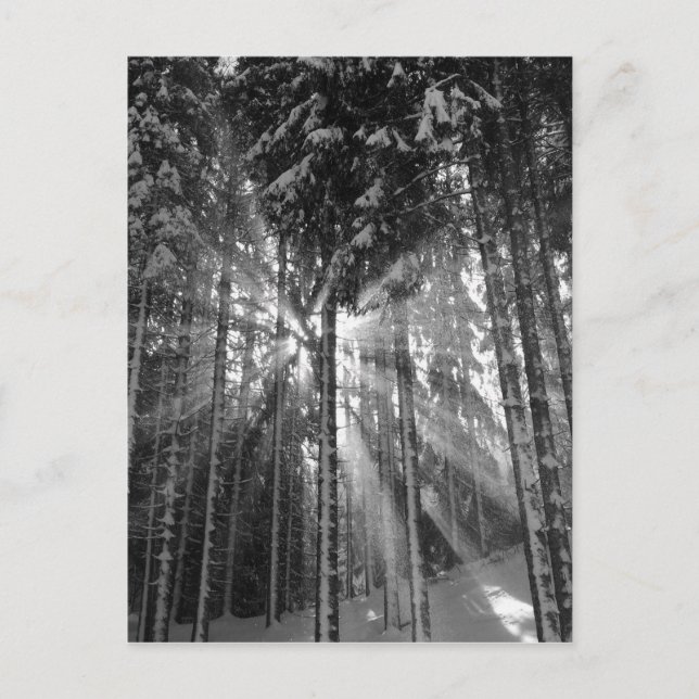 Black and White Winter Wonderland Postcard (Front)