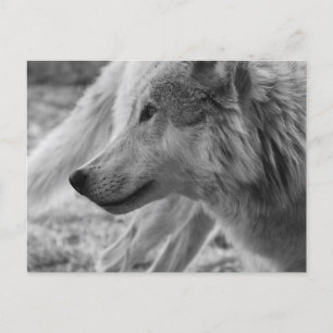 Black and white Wolf Postcard