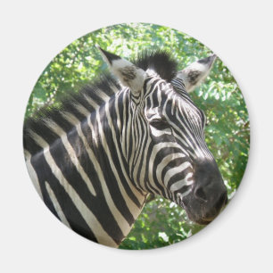 Black and White Zebra Magnet