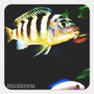 Black and Yellow African Cichlid Fish Square Sticker