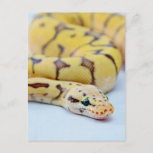 Black and Yellow Ball Python 2 Postcard