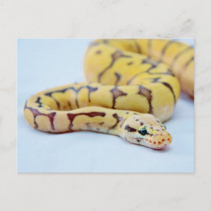 Black and Yellow Ball Python 2 Postcard