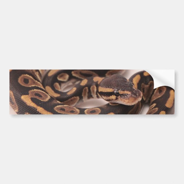 Black and Yellow Ball Python Bumper Sticker (Front)