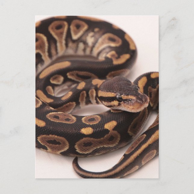 Black and Yellow Ball Python Postcard (Front)