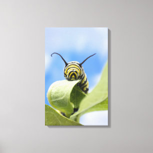 Black and yellow caterpillar canvas print