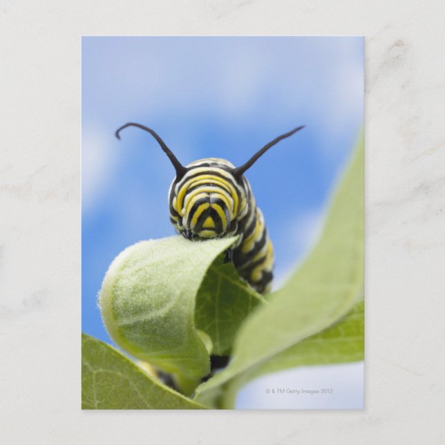 Black and yellow caterpillar postcard (Front)
