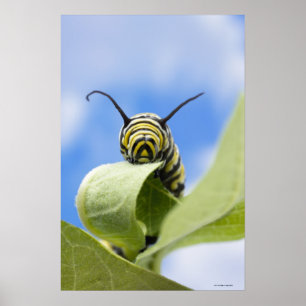 Black and yellow caterpillar poster