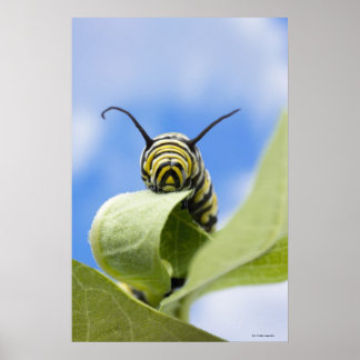 Black and yellow caterpillar poster