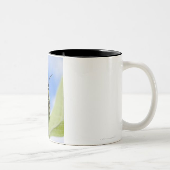 Black and yellow caterpillar Two-Tone coffee mug (Right)