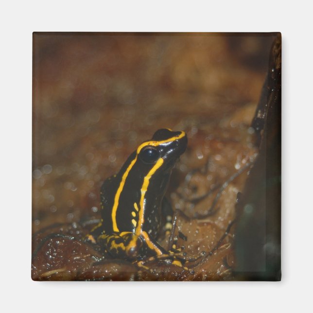 Black and Yellow Frog Magnet (Front)