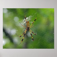 Black and yellow garden Spider