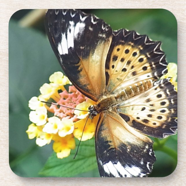 Black and Yellow Spotted Butterfly Coaster (Front)