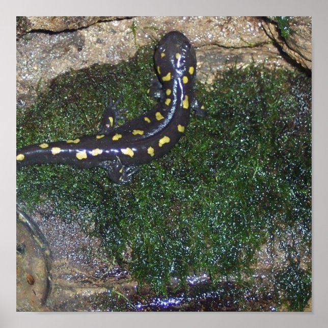 Black and Yellow Spotted Salamander Poster (Front)