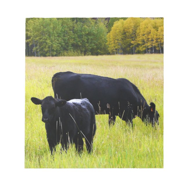 Black Angus Cattle Grazing in Yellow Grass Field Notepad (Front)