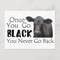 Black Angus Funny Cow Photo