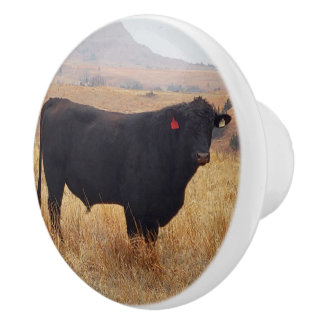 Black Angus Steer Grazing with its Herd Ceramic Knob