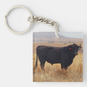 Black Angus Steer Grazing with its Herd Key Ring