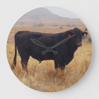 Black Angus Steer Grazing with its Herd